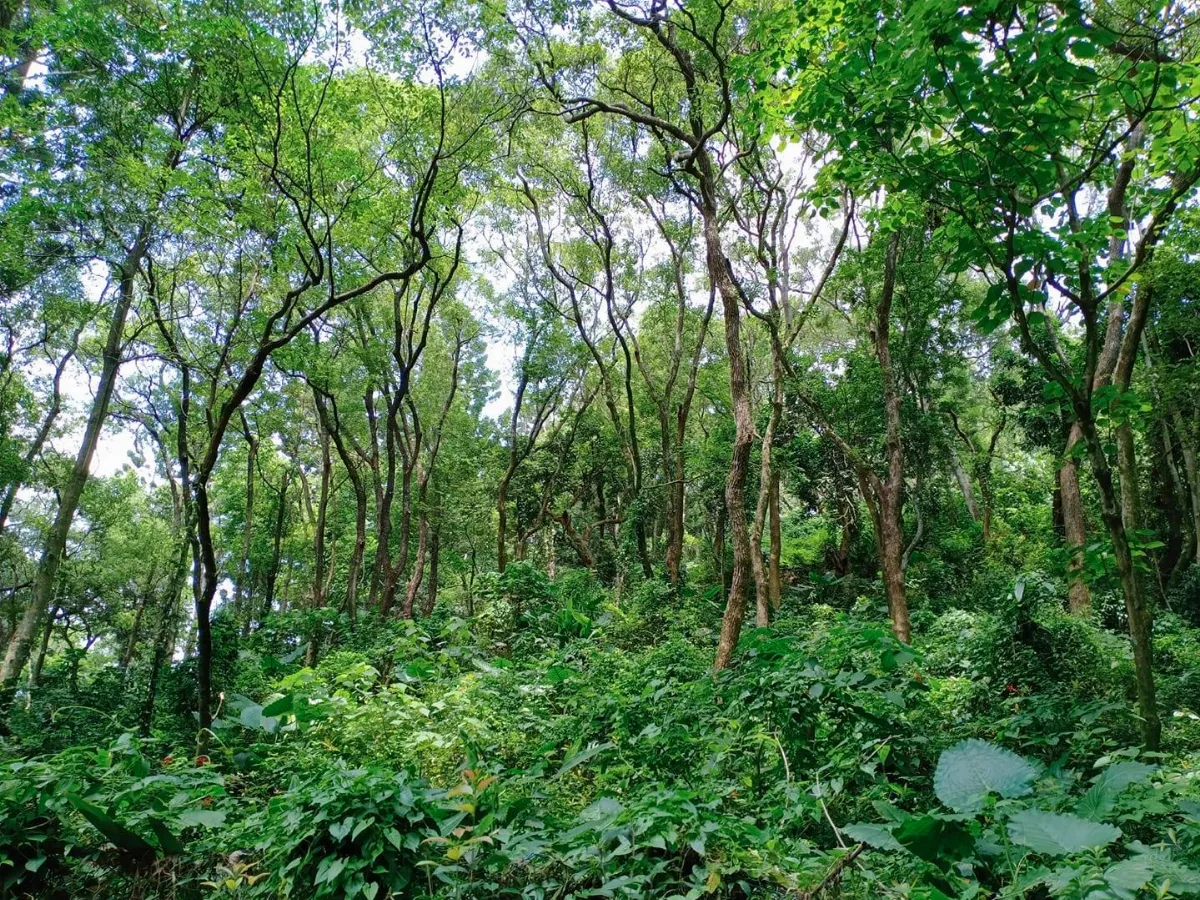從苗圃到行道樹　種樹諮詢戶外教室開課